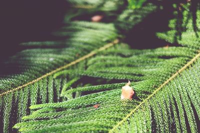 Close-up of green leaf on grass