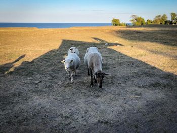 Sheep standing in a field