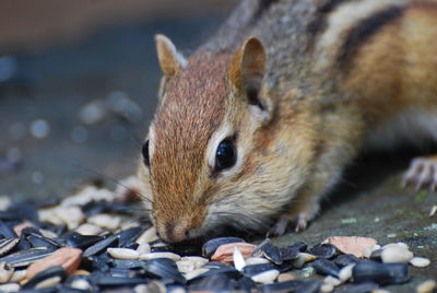 Chipmunk eating seeds close-up