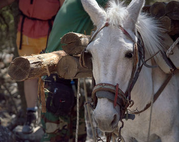 Close-up of a horse