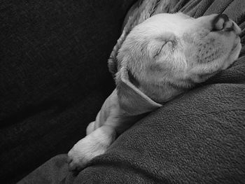 Close-up of dog sleeping on sofa at home