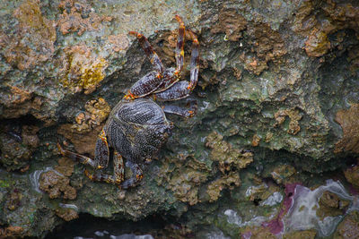 Close-up of insect on tree trunk