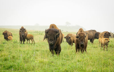 Grass grazing on grassy field