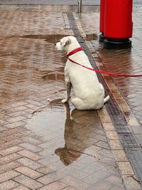 High angle view of dog on floor