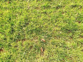 Full frame shot of grassy field