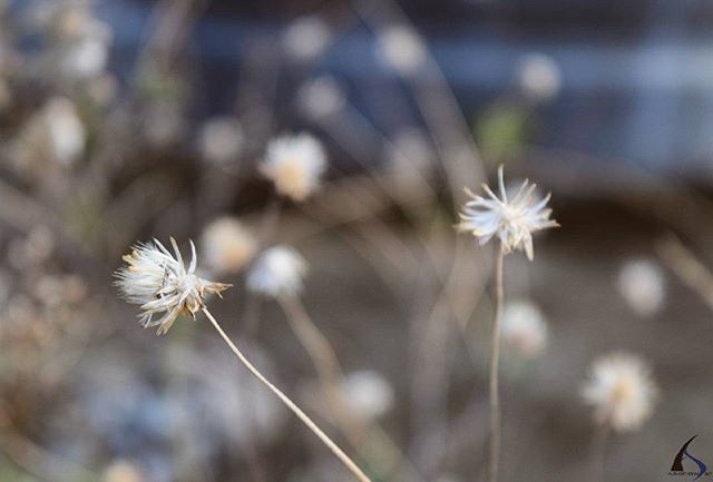 flower, fragility, focus on foreground, growth, stem, close-up, freshness, plant, nature, flower head, beauty in nature, dandelion, white color, wildflower, field, uncultivated, blooming, petal, selective focus, day