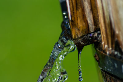 Close-up of insect on leaf