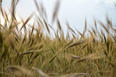 Close-up of crops on field