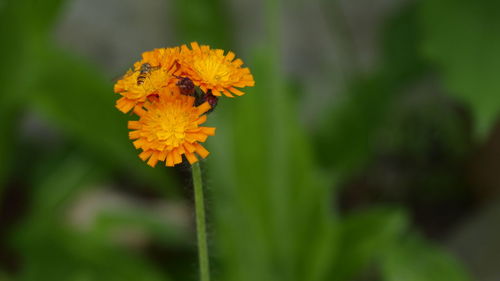 Close-up of insect on orange flower