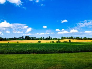 Scenic view of agricultural field against sky