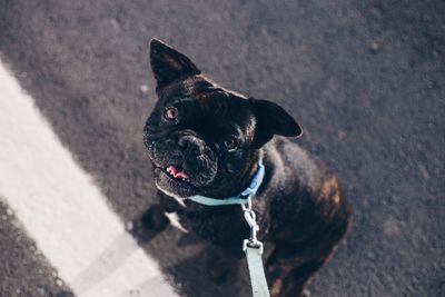 High angle view of dog looking away