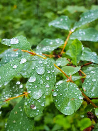Close-up of wet plant leaves during rainy season
