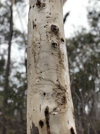 Close-up of tree trunk in forest