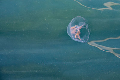 Jellyfish swimming in sea