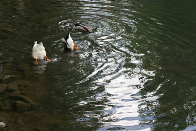 High angle view of swans swimming in lake