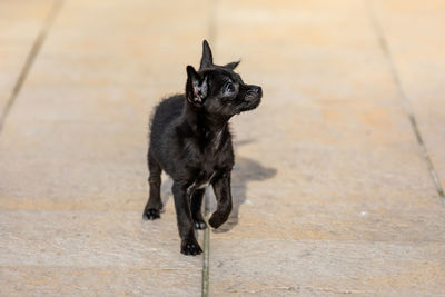 Portrait of black dog looking down on footpath