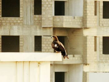 Eagle perching on building terrace