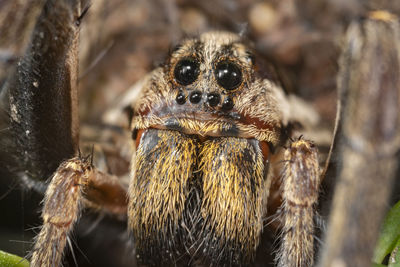 Close-up of spider