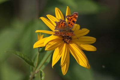 Close-up of insect on yellow flower