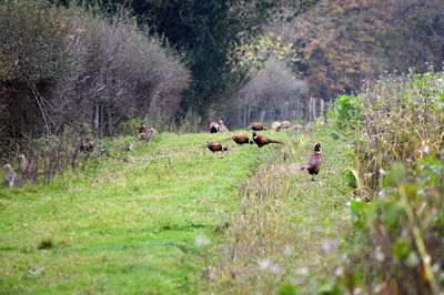 View of birds on land