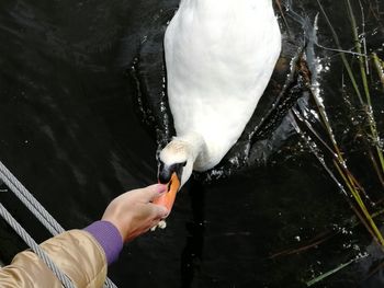 Close-up of hand feeding bird