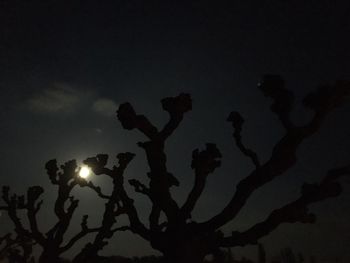 Low angle view of silhouette tree against sky at night