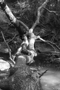 Water flowing from tree branch