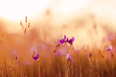 Close-up of purple flowering plants on field