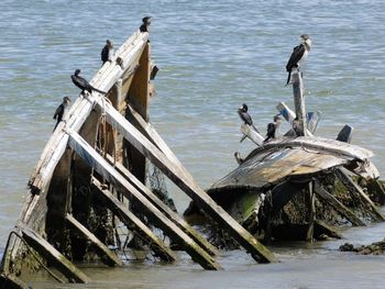 High angle view of birds perching on wooden lake