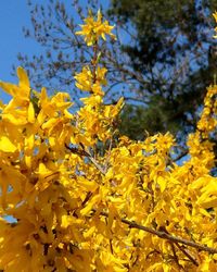 Close-up of yellow flowering plant