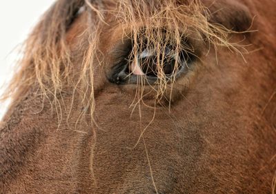 Close-up portrait of horse