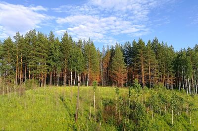 Trees growing in forest against sky