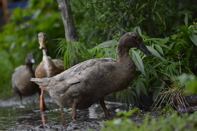 Duck in a lake