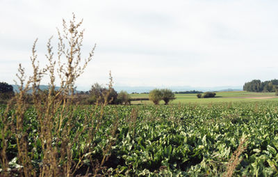 Scenic view of agricultural field against sky