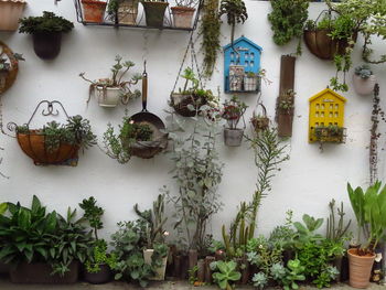 Potted plants hanging outside house