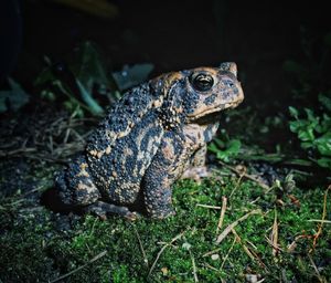 Close-up of frog on field