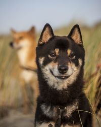 Close-up portrait of a dog