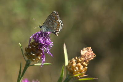 Close-up of butterfly pollinating on flower