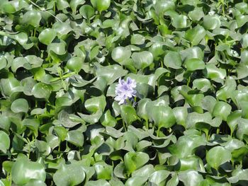 High angle view of purple flowering plants