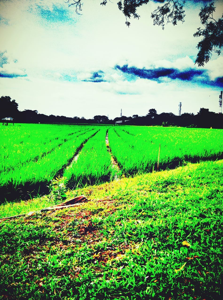 field, grass, green color, landscape, agriculture, tranquil scene, tranquility, rural scene, growth, sky, beauty in nature, scenics, farm, nature, grassy, crop, cultivated land, green, plant, idyllic