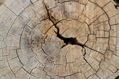 Close-up of tree stump