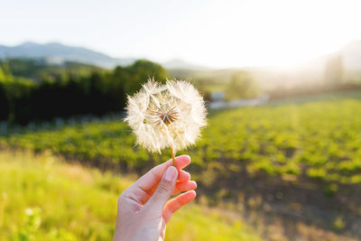 Woman's hand with feather seed of dandelion. symbol of fragility and lightness.