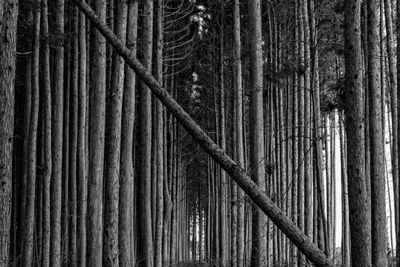 Full frame shot of bamboo trees in forest