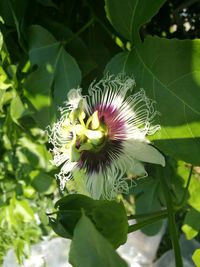 Close-up of passion flower