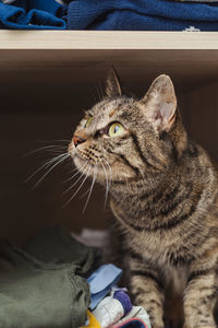Domestic tabby cat sits in a closet with clothes