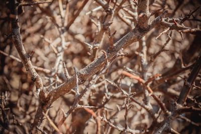 Close-up of snow on branch