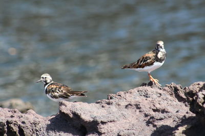 Birds perching on rocks