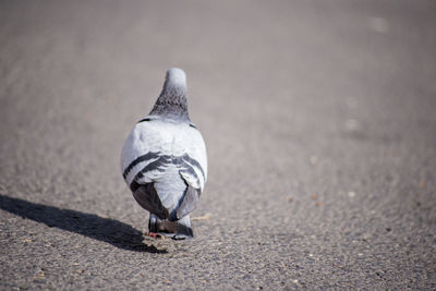 Rear view of a person walking on road