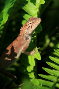 Close-up of a lizard