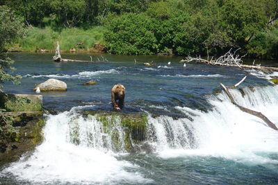 Rear view of man on river flowing in forest